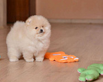 Собаки в Подольске: Кремовый мальчик Мальчик, 60 000 руб. - фото 7