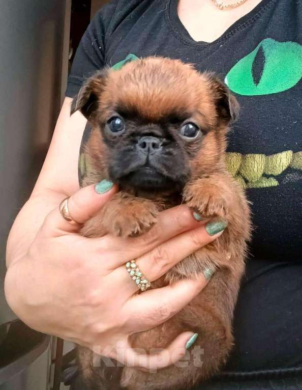 Собаки в Москве: Пти-брабансон рыжий мальчик Мальчик, 45 000 руб. - фото 3