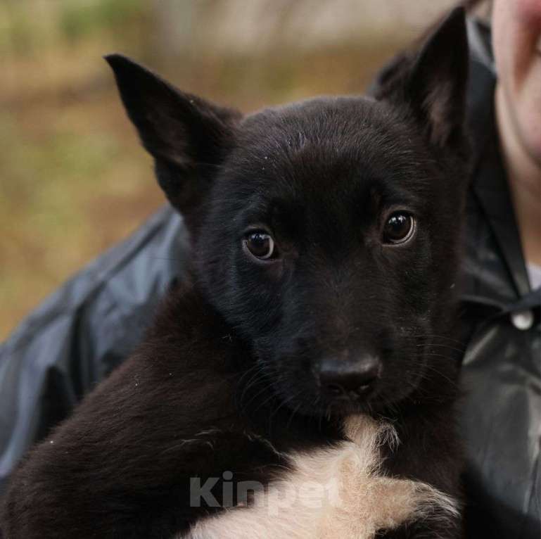 Собаки в Москве: Черный щенок мальчик срочно ищет дом! Мальчик, Бесплатно - фото 5