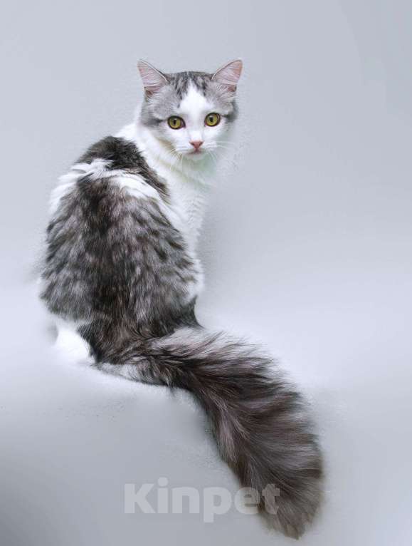 Кошки в Москве: Серебристый кот Витюша с роскошным хвостом в дар Мальчик, 1 руб. - фото 2