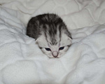 Кошки в Мур: Котёнок, 7 000 руб. - фото 1