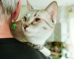 Кошки в Москве: Тайский котик Маффин в добрые руки  Мальчик, Бесплатно - фото 2