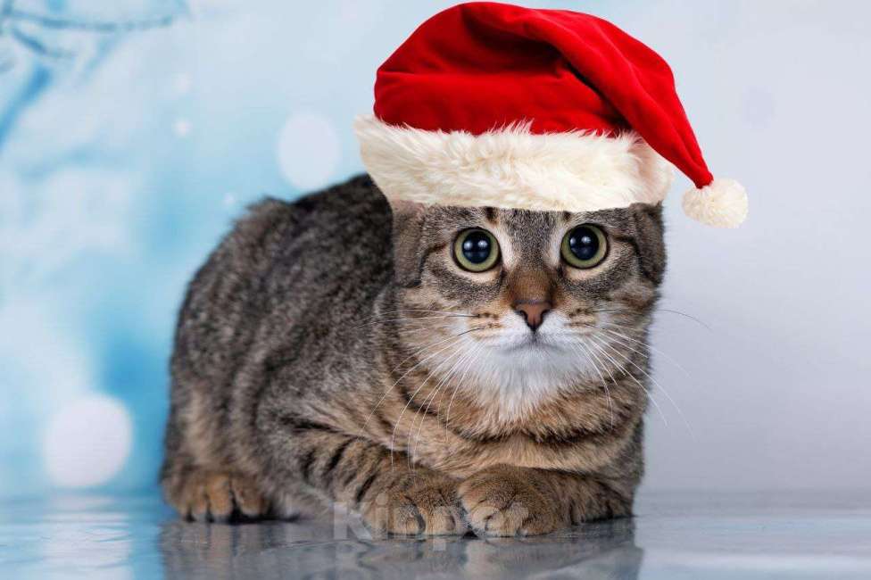 Кошки в Москве: Тарзан ищет семью Мальчик, 50 руб. - фото 1