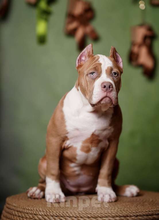 Собаки в Пикалево: Американский булли щенок Девочка, 80 000 руб. - фото 5