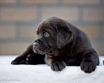 Собаки в Домодедово: Лабрадор щенок РКФ Мальчик, Бесплатно - фото 2