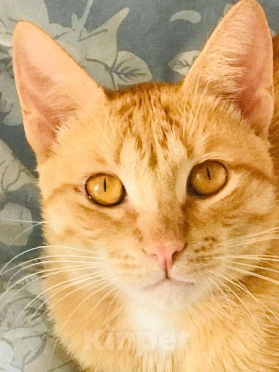 Кошки в Москве: Ищем дом для Солнышка Мальчик, Бесплатно - фото 2