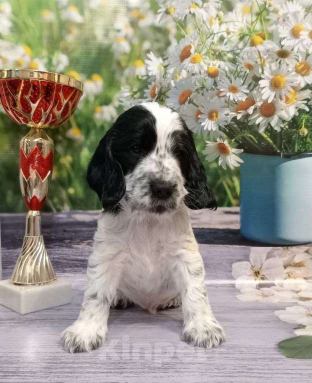 Собаки в Москве: Доступны для продаж щенок (кобель) 26.09.2024д.р от титулованных производителей.  Мальчик, 50 000 руб. - фото 4