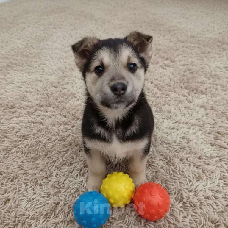 Собаки в Москве: Трогательные щеночки (2 мес.) срочно ищут дом Мальчик, Бесплатно - фото 8