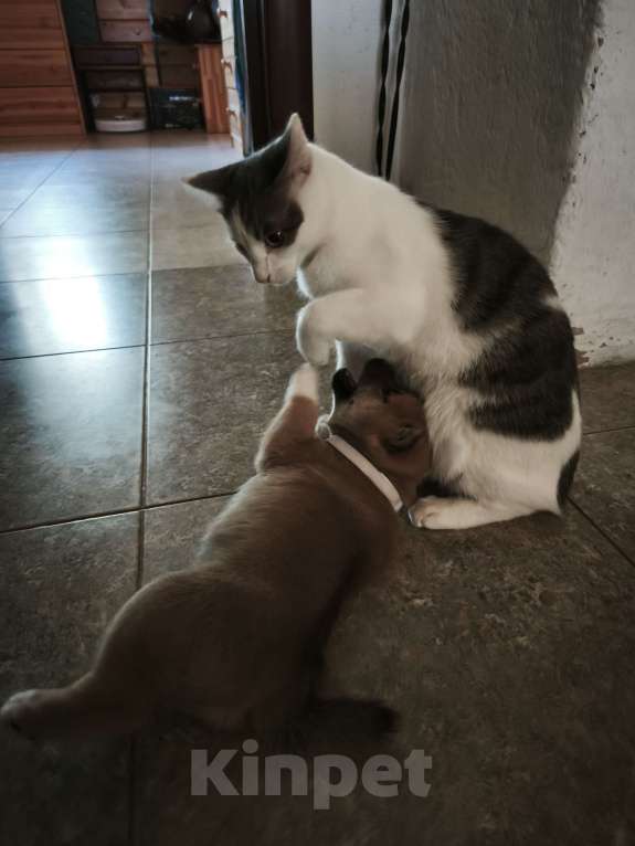 Собаки в Никольском: Продается щенок сиба ину Мальчик, 75 000 руб. - фото 1