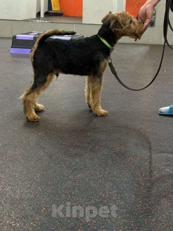 Собаки в Казани: Вельштерьер Мальчик, 30 000 руб. - фото 5