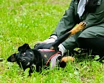 Собаки в Москве: Миниатюрная Бася ищет семью Девочка, 1 руб. - фото 2