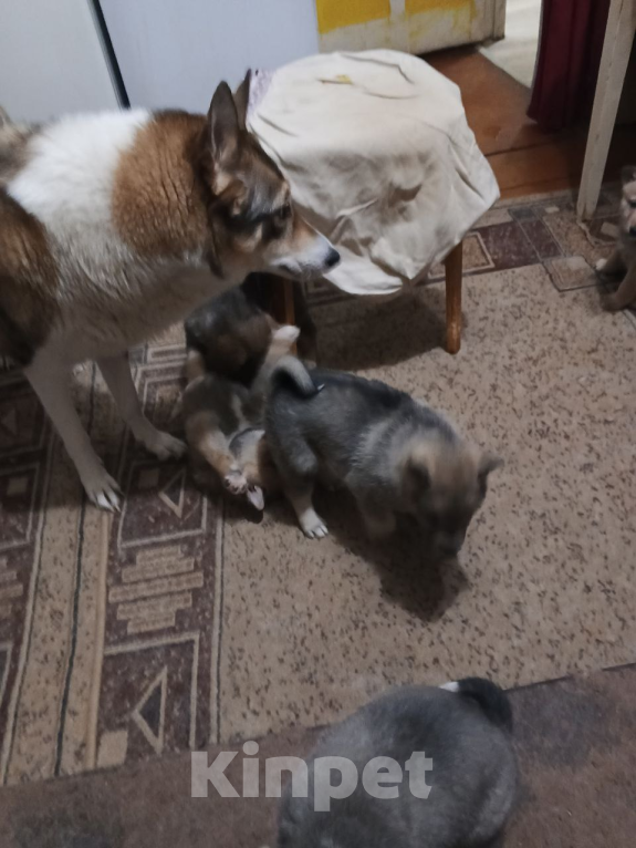 Собаки в Уфе: Продаются щенки Западно-сибирской лайки Девочка, Бесплатно - фото 1