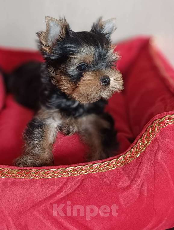 Собаки в других городах Свердловской области: Йоркширский терьер мальчик  Мальчик, 50 000 руб. - фото 2