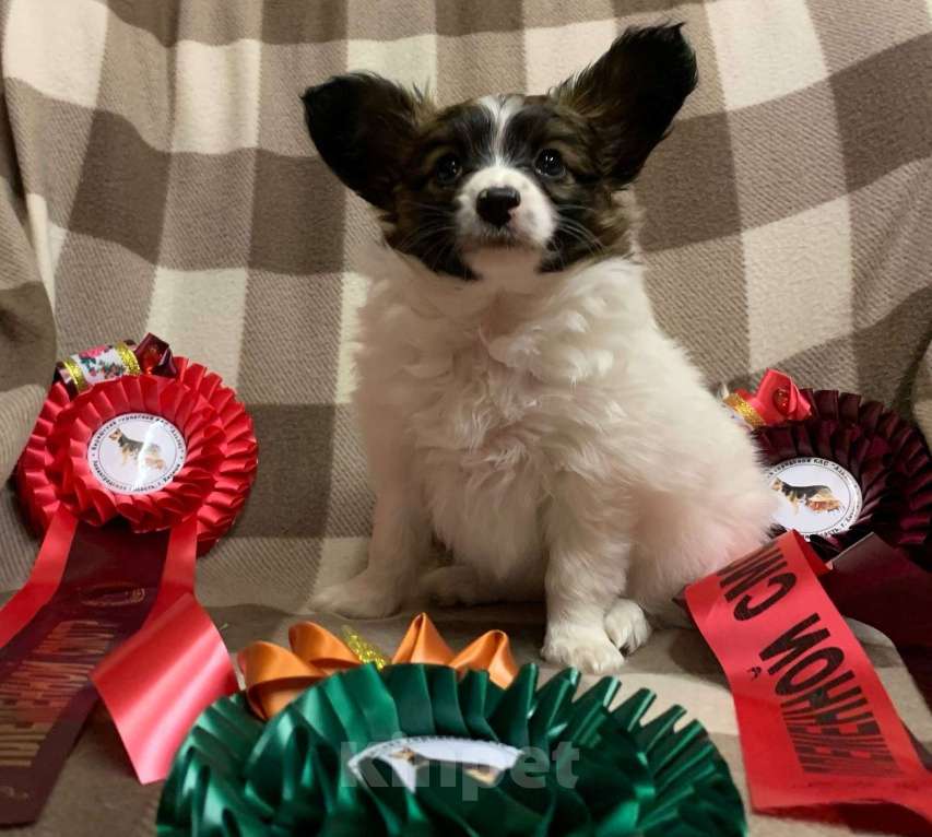 Собаки в Кириши: Щенок папийона Девочка, Бесплатно - фото 3