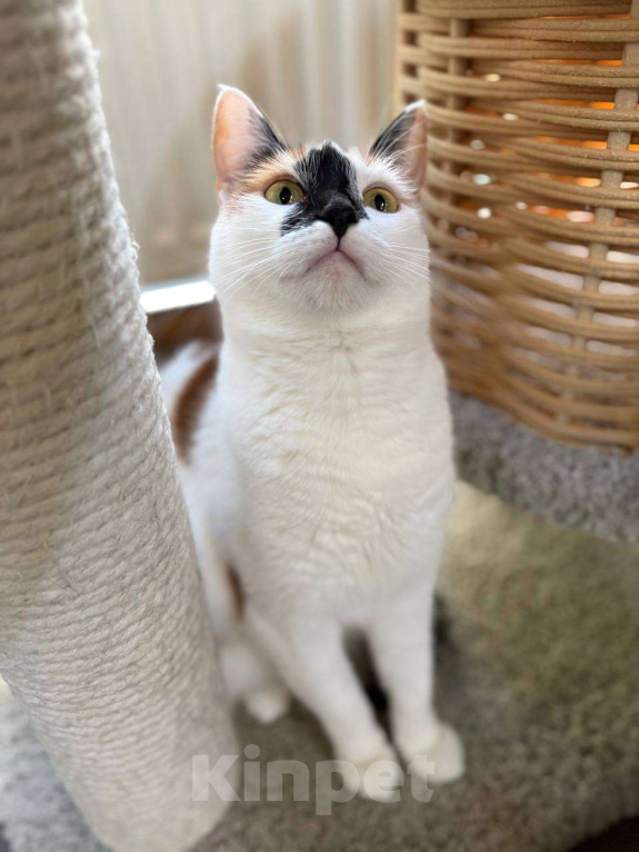 Кошки в Москве: Кошка-праздник  Девочка, Бесплатно - фото 4