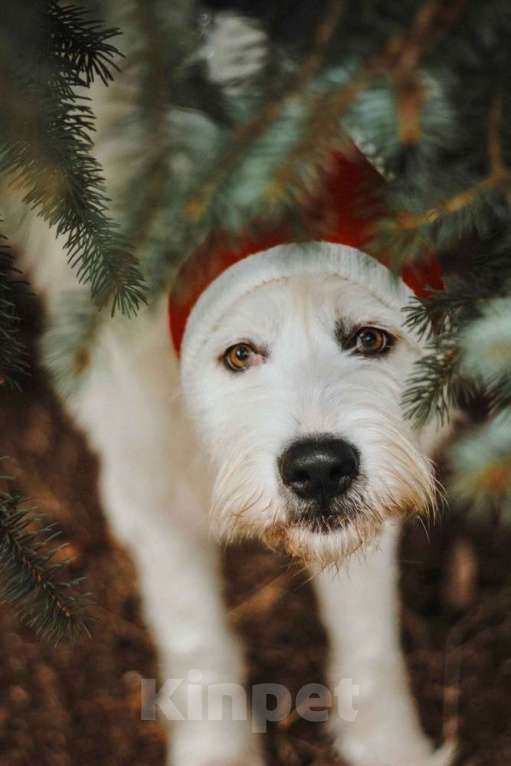 Собаки в Москве: Белая собака Шая с человеческими глазами в дар Девочка, 1 руб. - фото 3
