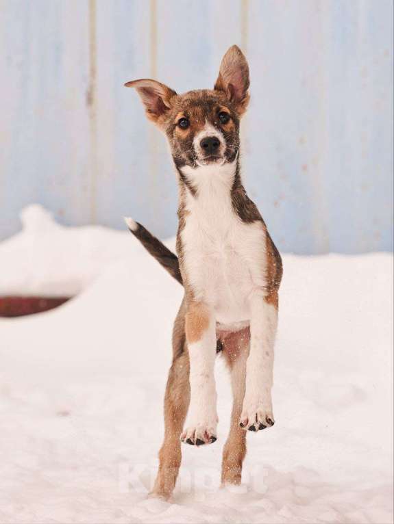 Собаки в других городах Московской области: Милана якутенок Девочка, Бесплатно - фото 1