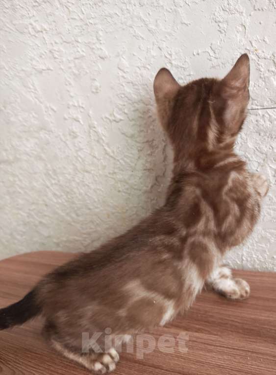 Кошки в Краснодаре: Очень красивый мальчик угольная сепия Мальчик, Бесплатно - фото 5