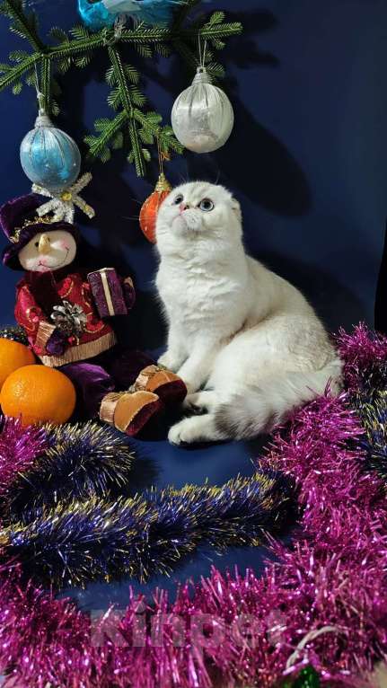 Кошки в Нижнем Новгороде: Элитные шотландские кошечки-фолдочки Девочка, 30 000 руб. - фото 1