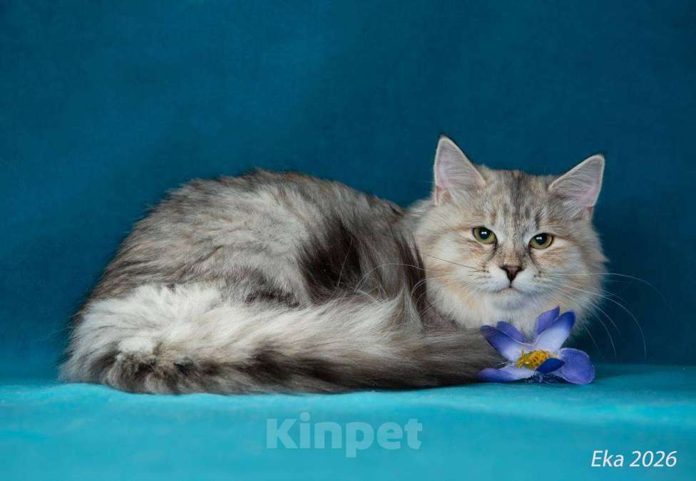 Кошки в Королеве: Сибирский котенок, девочка Девочка, 65 000 руб. - фото 2