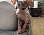 Кошки в Новосибирске: Канадский сфинкс  Мальчик, 11 000 руб. - фото 3