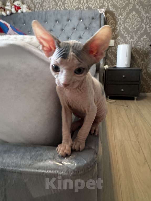 Кошки в Новосибирске: Канадский сфинкс  Мальчик, 11 000 руб. - фото 3