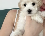 Собаки в Москве: Девочки бишоны Девочка, 50 000 руб. - фото 1