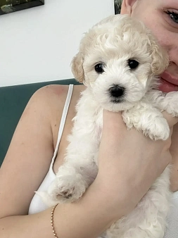 Девочки бишоны