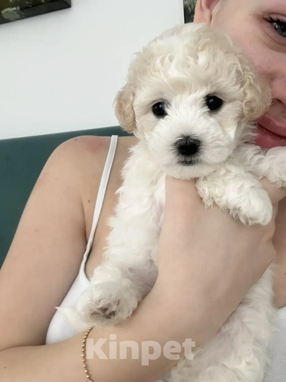 Собаки в Москве: Девочки бишоны Девочка, 50 000 руб. - фото 1