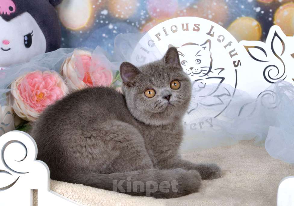 Кошки в Санкт-Петербурге: Британский котик классического голубого окраса Мальчик, 60 000 руб. - фото 2