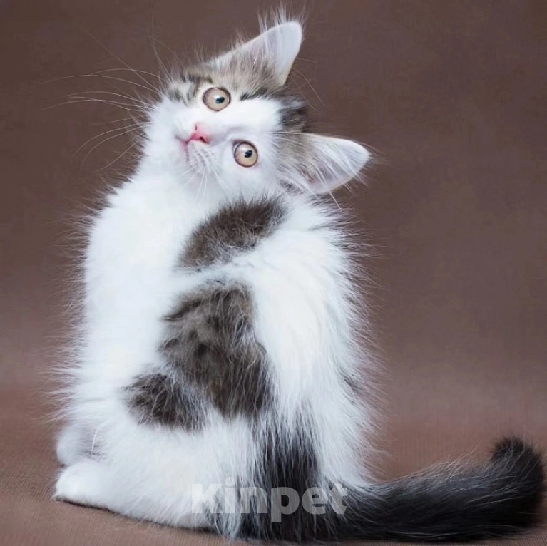 Кошки в Москве: Пушистый котенок Зайчик мечтает стать домашним Мальчик, Бесплатно - фото 4