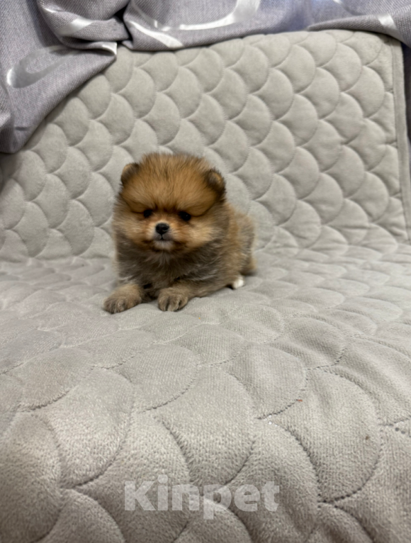 Собаки в Москве: Рыжая девочка Девочка, 30 000 руб. - фото 1