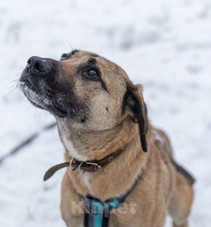 Собаки в Москве: Собаке Алане из приюта нужен дом Девочка, Бесплатно - фото 2