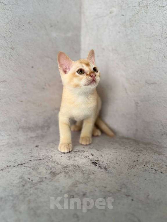 Кошки в Москве: Бурма красного окраса!  Мальчик, 50 000 руб. - фото 3