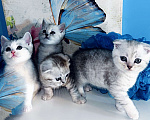 Кошки в Москве: Милейшие Шотландские плюшевые детки Девочка, 9 600 руб. - фото 1
