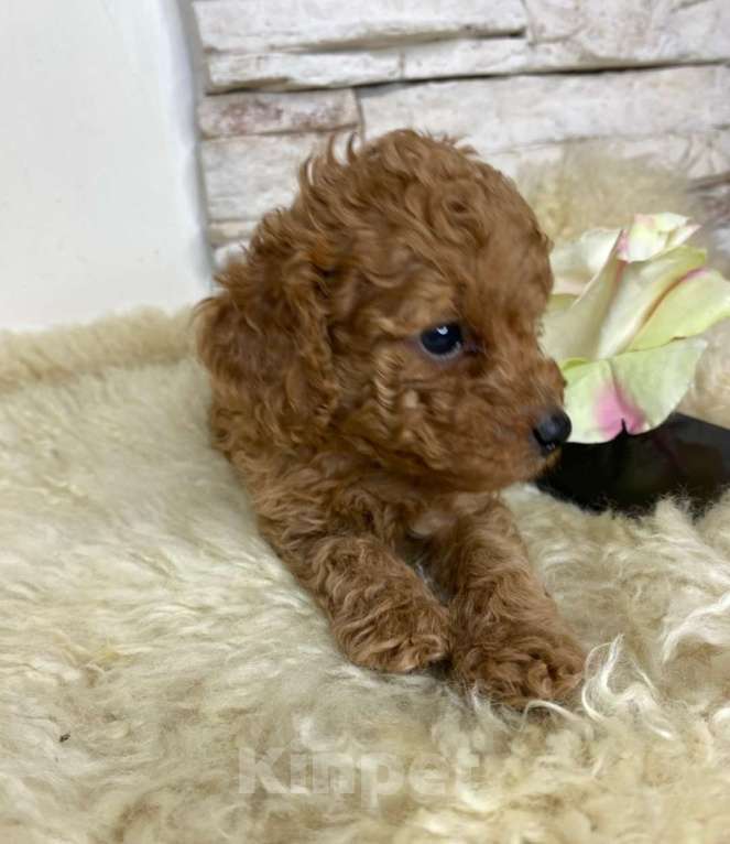 Собаки в Москве: Пудель  той девочки Девочка, 100 000 руб. - фото 9