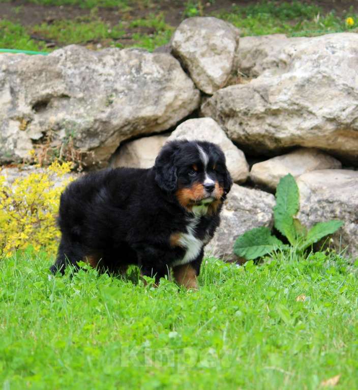 Собаки в Москве: Щенок Бернского Зенненхунда Девочка, Бесплатно - фото 6