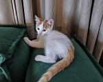 Кошки в Москве: Котенок в добрые руки. Мальчик, Бесплатно - фото 3