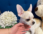 Собаки в Москве: Щенок чихуахуа девочка гладкошерстная  Девочка, 45 000 руб. - фото 1