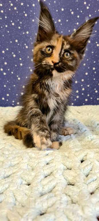 Кошки в Санкт-Петербурге: Девочка мейн-кун Девочка, 25 000 руб. - фото 3