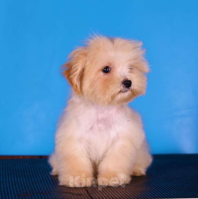 Собаки в Москве: мальтипу Ф1 щенки Девочка, 130 000 руб. - фото 7