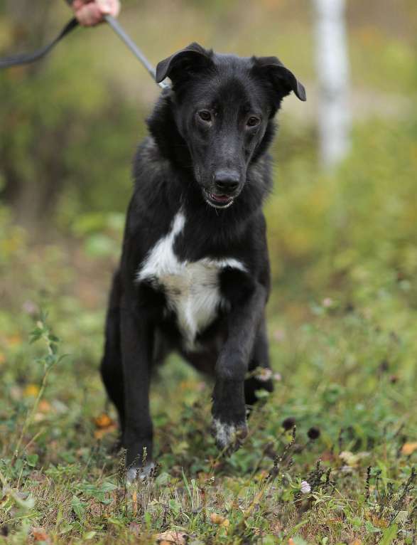 Собаки в Москве: Мишенька. Вырос в приюте, а отклика нет Мальчик, 1 руб. - фото 5
