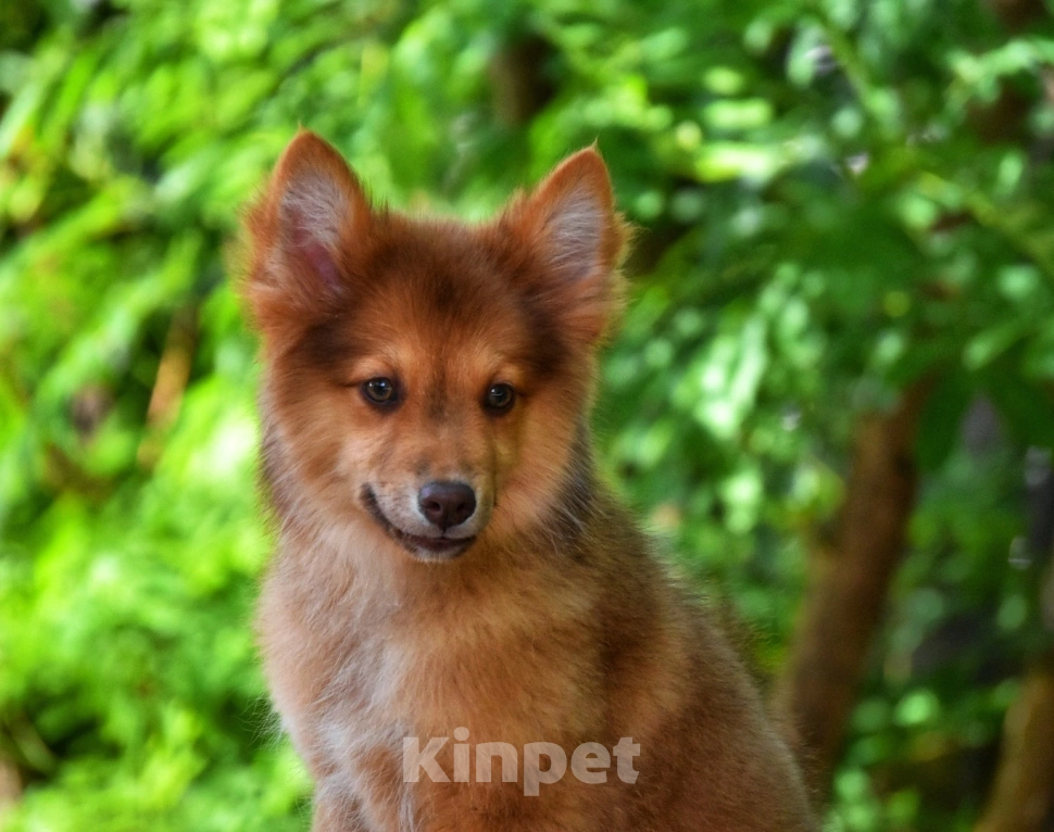 Собаки в Москве: Ненецкая оленегонная лайка. Кобель Янтарь. Мальчик, 80 000 руб. - фото 5