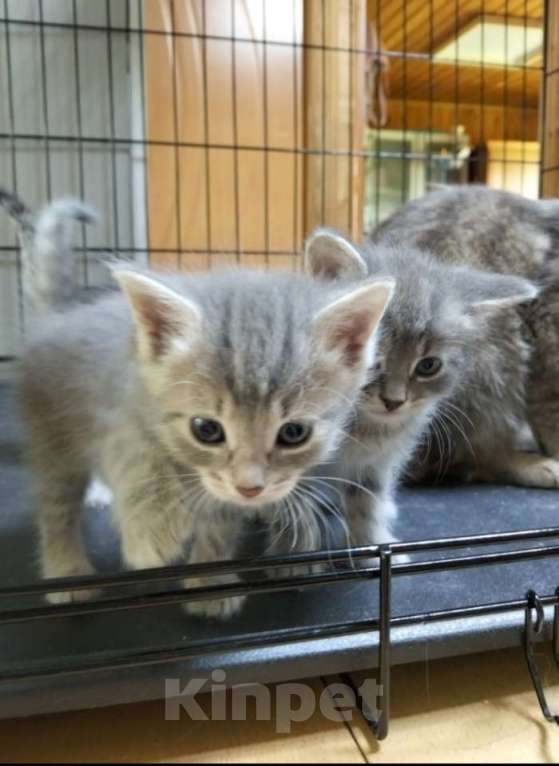 Кошки в Москве: Котёнок девочка в добрые руки Девочка, Бесплатно - фото 2
