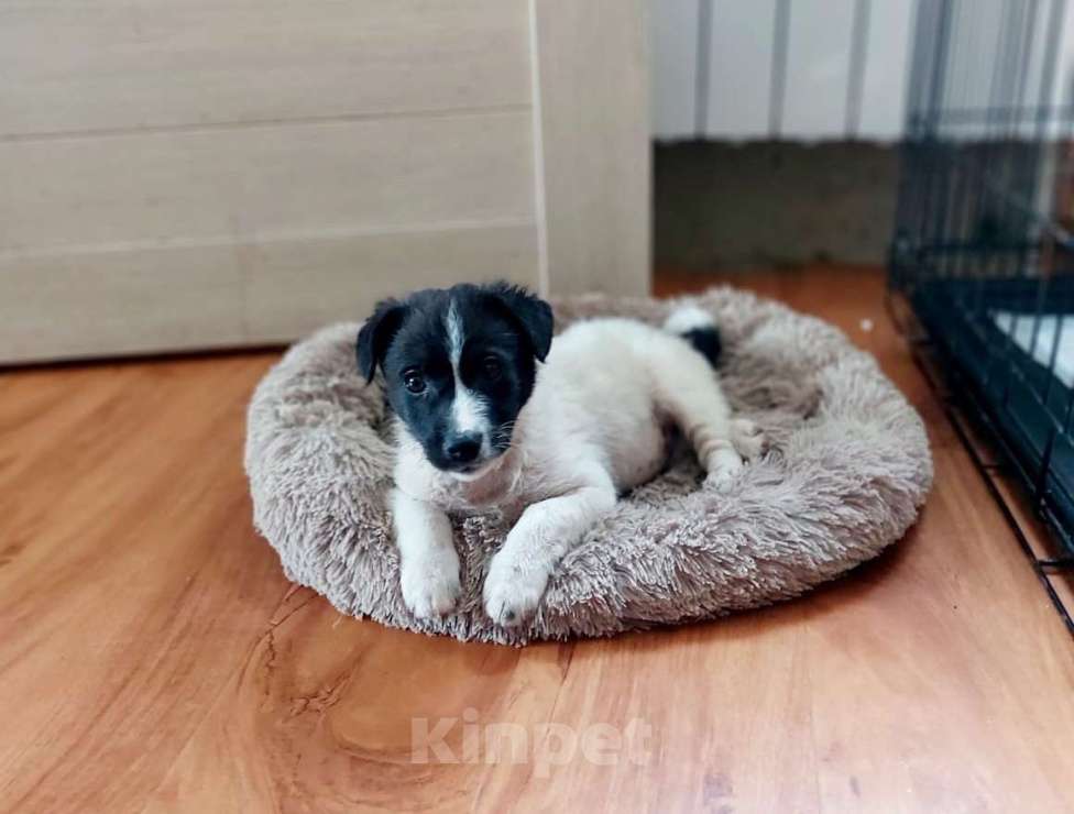 Собаки в Санкт-Петербурге: Маленький хорошенький белый щенок Мальчик, Бесплатно - фото 1