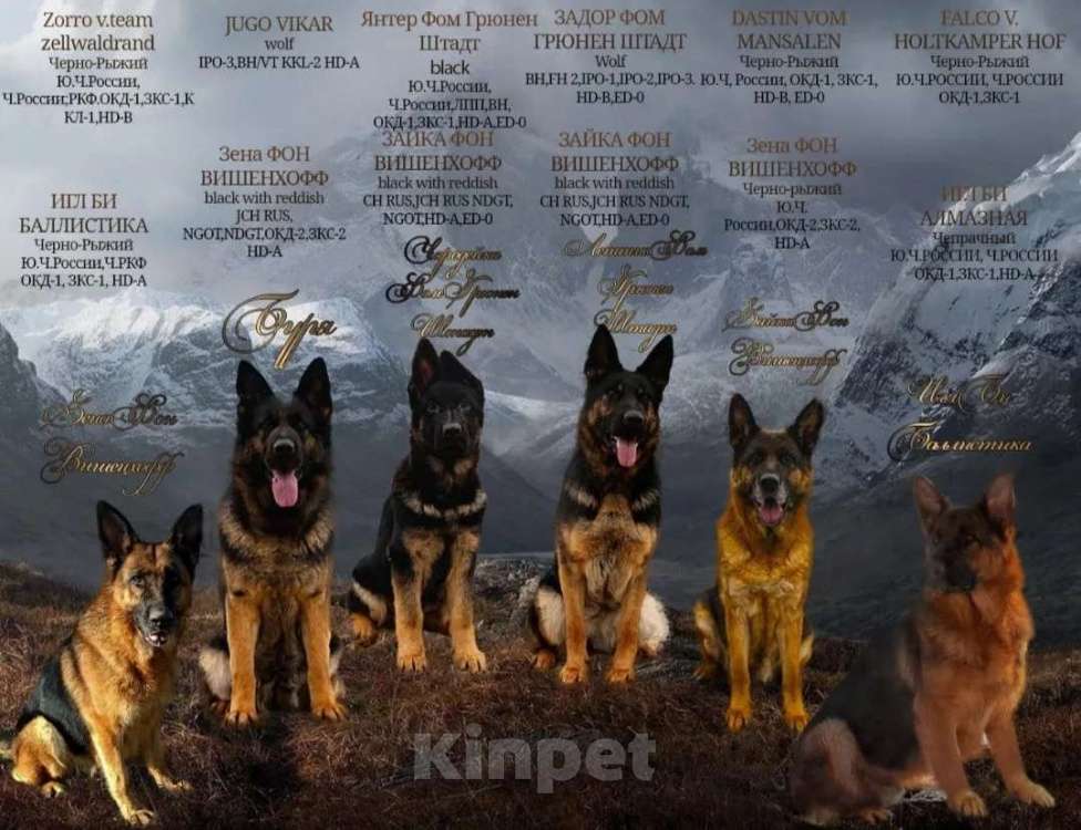 Собаки в других городах Московской области: Собаки щенки немецкой овчарки рабочего разведения Девочка, 80 000 руб. - фото 9