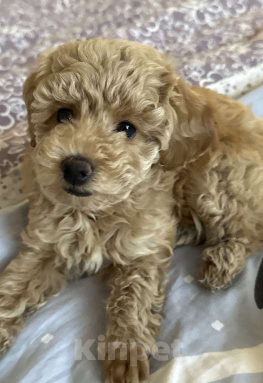 Собаки в Самаре: Продам карликового пуделя Девочка, 40 000 руб. - фото 2