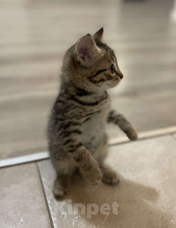 Кошки в других городах Московской области: Котенок шотландский (помесь) Мальчик, 2 000 руб. - фото 2