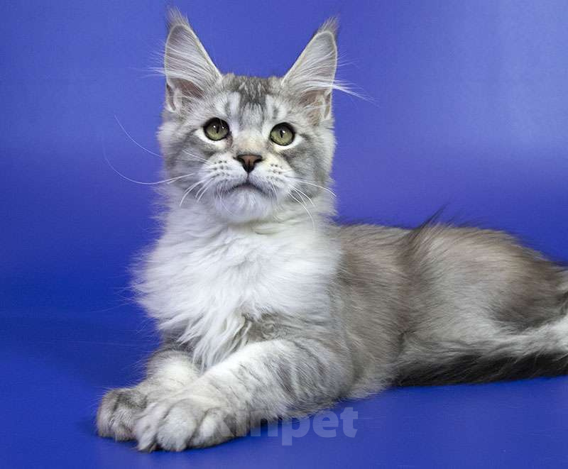 Кошки в Москве: Котенок Мейн Кун Мальчик, Бесплатно - фото 3