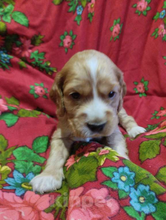 Собаки в Нижнем Новгороде: Девочка английский кокер спаниель Девочка, 35 руб. - фото 2